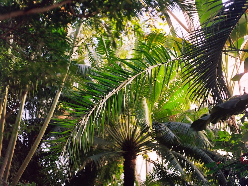 Krohn Conservatory